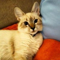Defensor de refrigerante zero (@pyschotic77) 's Twitter Profile
