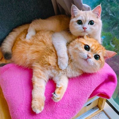何回も愛犬愛猫を見送りやるせない思い😭忘れられません😱 今は犬猫飼っていません🍀ってか飼えません😥私自身が先に逝く可能性があるから  👎気ままに余生をポストしてるだけなので勝手なフォローや良いね💕 ごめんなさい🙏
