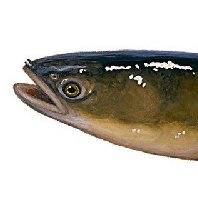 phlode's profile picture. Reporter. Critic. Peripheral dude