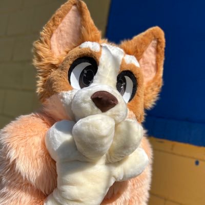 “Poor Little Bug on the Wall..” Hi im Bingo, Bluey’s little sister! 🧡 Meet me at future furry conventions! Bingo fursuit by @wolff_arts !! ✨