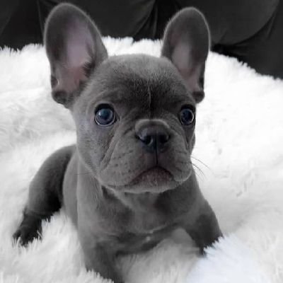 “Everyone thinks they have the best #frenchbulldog.And none of them are wrong.”
We share daily #frenchie contents.Follow us for daily updates and stay with us.