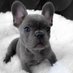 Frenchie_Owners_Club (@frenchi_owners) Twitter profile photo
