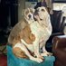 Floki & Mouse (@flokismom) Twitter profile photo Floki & Mouse (@flokismom) Twitter profile photo