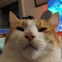 Mister Man (@astinkyboy) 's Twitter Profile