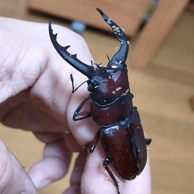 皆さん、こんにちは✨無言フォローにも感謝😊
11歳(小5)のパパです︎︎👍
さまざまめぐり合いからカブクワブリードへ。成体・幼虫も増え日々粛々とお世話に励んでます✨他に花や植物も👍同じ趣味ある方とつながれたら嬉しいです✨よろしくお願いいたします♪
ジモティにて成虫・幼虫をお分けしております✨