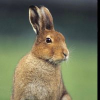 joan burgess 🌱 (@joanburgess1) 's Twitter Profile Photo joan burgess 🌱 (@joanburgess1) 's Twitter Profile Photo