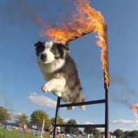 Lowestoft Dog Team (@dogagilityteam) 's Twitter Profile Photo Lowestoft Dog Team (@dogagilityteam) 's Twitter Profile Photo