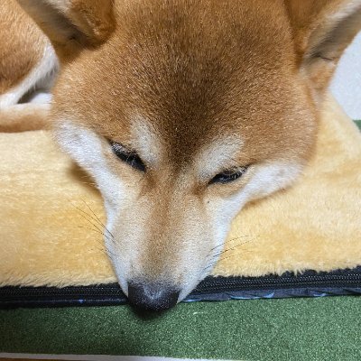 ■Webエンジニア ■バックエンド・フロントエンドどちらも■React/Next.js/TypeScript/Tailwind CSS/React Native が好きです