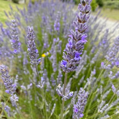 YungeSig's profile picture. Patriota amante de la naturaleza y la libertad🇨🇱