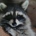 Abigail Raccoon Den (@abigail2813039) Twitter profile photo Abigail Raccoon Den (@abigail2813039) Twitter profile photo