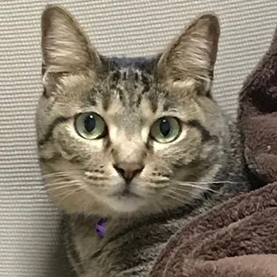 さらば青春の光ファン。ブクロさんの声からハマりました。ブクロ賞賛ポストが好物で、見かけたらいいねや無言フォローしちゃいがち。