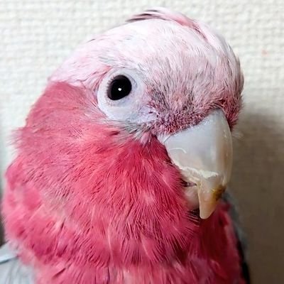 ディアマンテ2台とグランディス所有してます/元4D56パジェロ乗り/モモイロインコ♂2️⃣羽とオカメインコ5⃣羽飼ってます/橋本奈々未/ななみん/丘みどり🍀/高安奈緒子/かなた(ニコ生)/ハチワレฅ(´꒳ `ฅ)ꪆ
※メニエール症候群と戦っています
顧問弁護士います