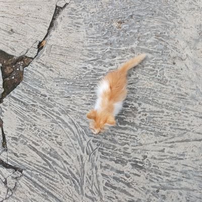 FirdausIlham15's profile picture. 