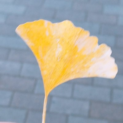 everyoru_yuki's profile image