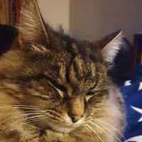 Peter (@peterfishy) 's Twitter Profile