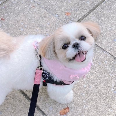 ⚘⠜　もも シーズー🍑ももちゃ🍑 (@_momo_0710_) / Posts / X