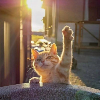A page for cat lovers and everything related to cats❤️🐱😍
Plese follow the page😍
paypal💰https://t.co/LFWAcyM6TO
PerfectMoney💰USD: U42511934