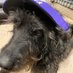 BuddyTheWunderDog (@wunderbuddy) Twitter profile photo BuddyTheWunderDog (@wunderbuddy) Twitter profile photo