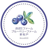ブルーベリーファーム新松戸/おばたファーム(野菜直売)*採りたて野菜・米・ブルーベリー直売所🫐🌻 (@obatafarm) 's Twitter Profile