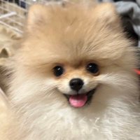🫶僕はたぬ🫶ポメラニアン (@pome__tanu) 's Twitter Profile Photo 🫶僕はたぬ🫶ポメラニアン (@pome__tanu) 's Twitter Profile Photo