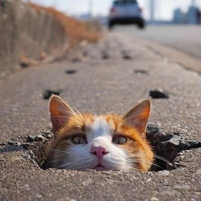 karpeeee's profile picture. #SomosJaguares 🐅🐾  #CobaehNadaNosDetiene 🫵
 #Hidalgo