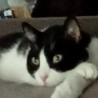 andrea (@follo21) 's Twitter Profile
