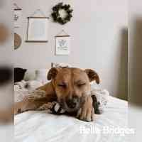 bridgesbe_llaa's profile picture. A girl named Savannah with a dog named Charleston living in Atlanta📍