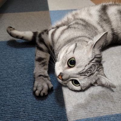 COMさん(愛猫EVE)いいね制限中さんのプロフィール画像