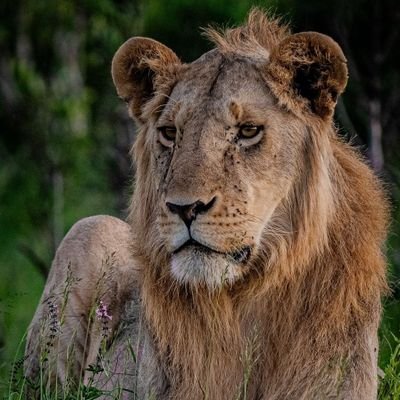 The iconic Lion 🦁, adored and loved around the world. Page dedicated mainly to Kruger and Masai Mara Lions 🦁.