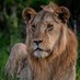 LION LOVERS (@LIONLOVERS5) Twitter profile photo
