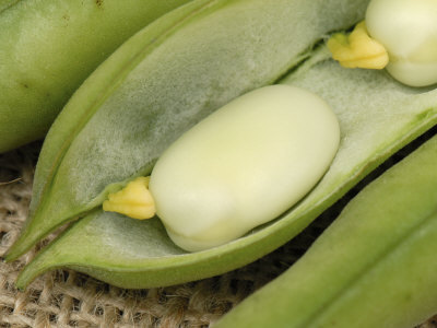 fabadina's profile picture. Como un ratón encima de un queso