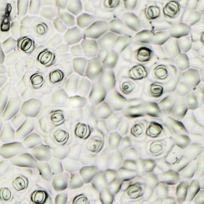 We study membrane traffic and ion transport mechanisms impacting plant growth & development 🌱 #CO2-sensing #immunity #climate #food-security @UofGSMB @UofGMVLS