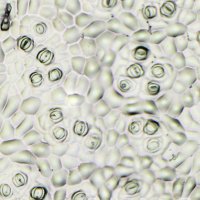Karnik Lab (@karniklab) 's Twitter Profile