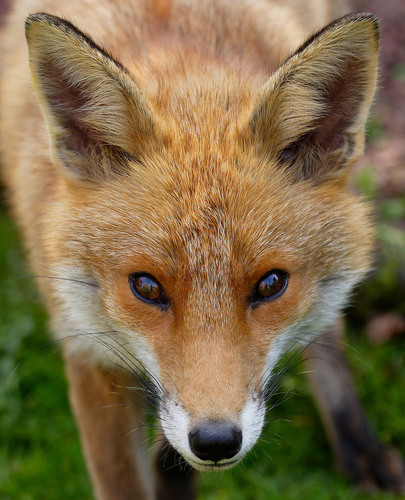 Birding and wildlife photography - birds, mammals, butterflies, dragonflies, moths, orchids.....