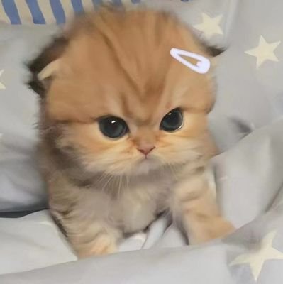 ikel_pansib23's profile picture. .