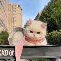 𝒯. (@tabass_umm) 's Twitter Profile
