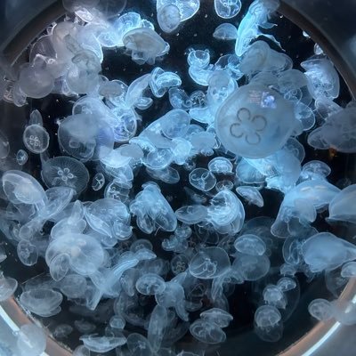 SZYCFqywhd52516's profile picture. 