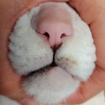 Subuta_8800's profile picture. 