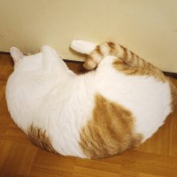 わけ (@wake_vy_) 's Twitter Profile