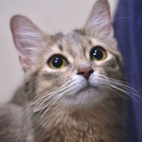 Lady🐱Somali (@ladycat1005) 's Twitter Profile Photo