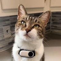 MrKitterstheCat(@catwithcamera) 's Twitter Profile Photo