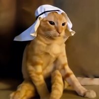 arab cat(@arabcatcoin) 's Twitter Profile Photo