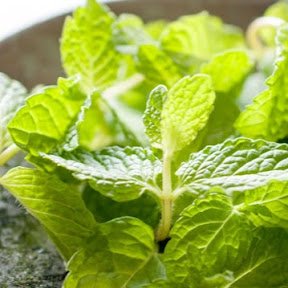 kitaya_nem's profile picture. 無言フォロー失礼します🙇‍♂️ 原神、スタレ、ゼンゼロ、鳴潮を中心に遊んでます！（スタレがいま激アツ！）シャドバ等ゆるーくやってます  Vの方推しマ ❄️🪽/🍼💖 /🐰✍️ /🦄🌹/△▼/☀️🌑 イベントの時うるさい時あります