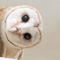 カクレテコソリ (@halunakinoneko) Twitter profile photo