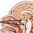 Pituitary_Surg's profile image