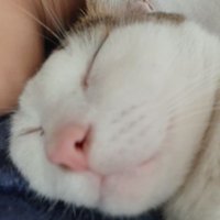Jimmy (@trashpcspecs) 's Twitter Profile
