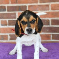 Pansy The Puppy(@PansyTheBeagle) 's Twitter Profileg