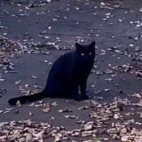 Mike (@_mlstone) 's Twitter Profile
