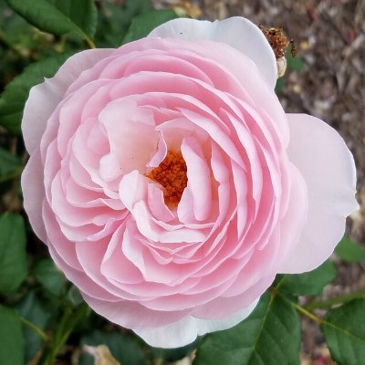 JLabonte124's profile picture. Great-Grandmother. Reader, walker/hiker, photography.