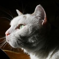Céline Bt (@celine_bt18) 's Twitter Profile